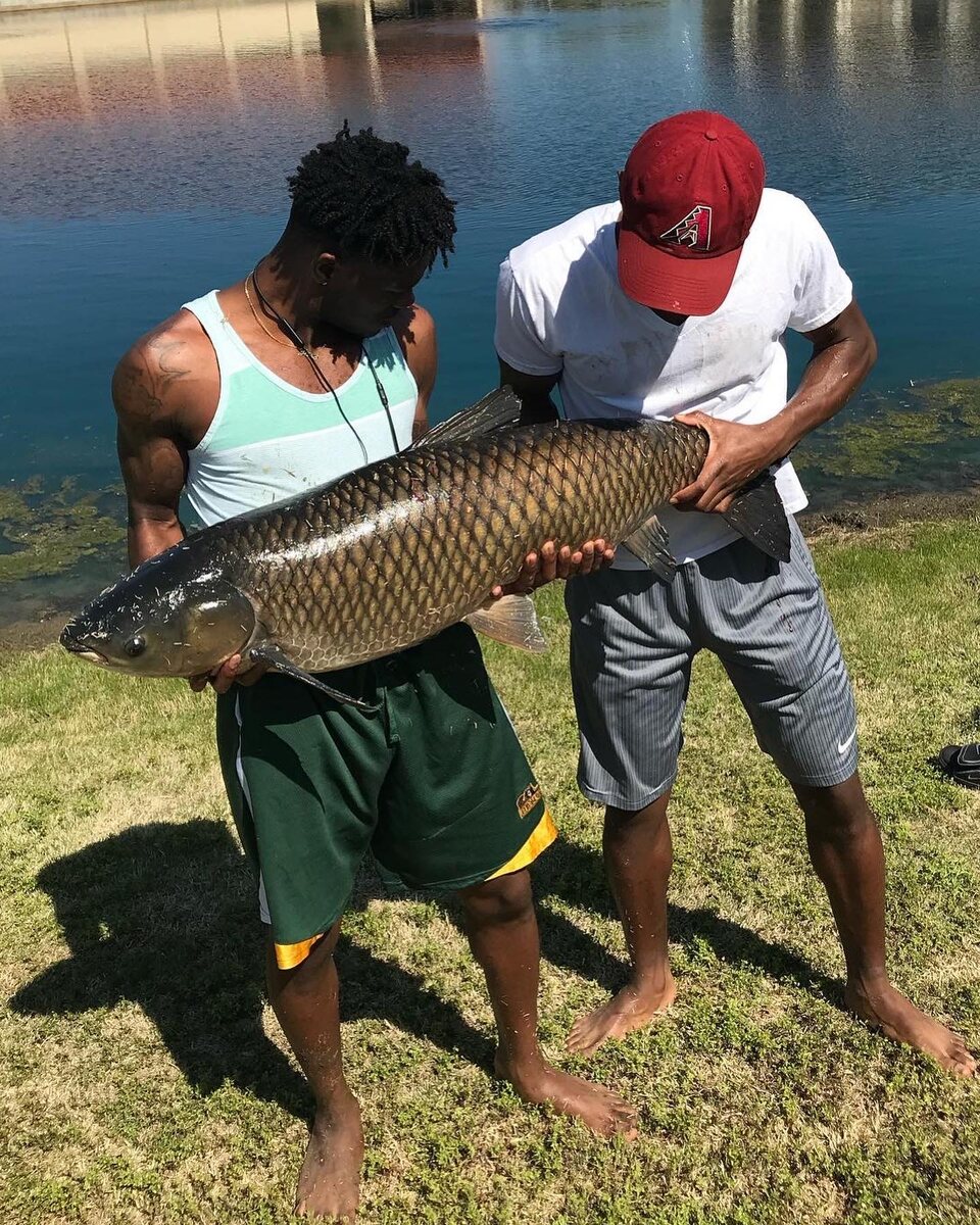 Кстати, белый амур не такой уж и белый. Обычно он оливкового цвета. Его назвали белым, чтобы не путать рыбку с её собратом — чёрным амуром.