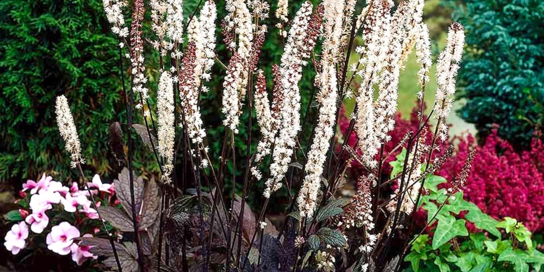 Клопогон: Цимицифуга — растение с дурным именем и королевской внешностью