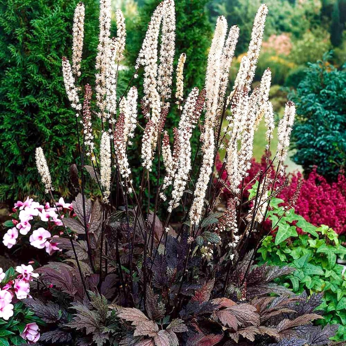 Изображение использовано с klubsadprof.ru