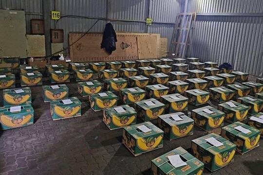    Раскрыты подробности обнаружения более 1,5 тонн кокаина на корабле с бананами в Петербурге