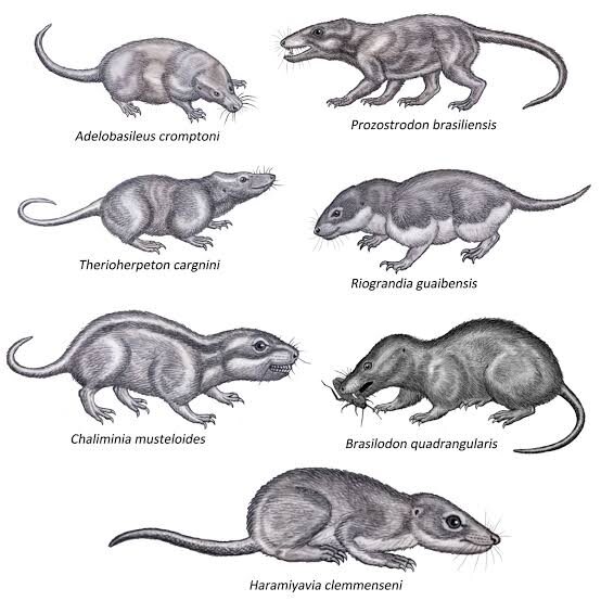 Представители поздних цинодонтов и ранних маммалиформ.