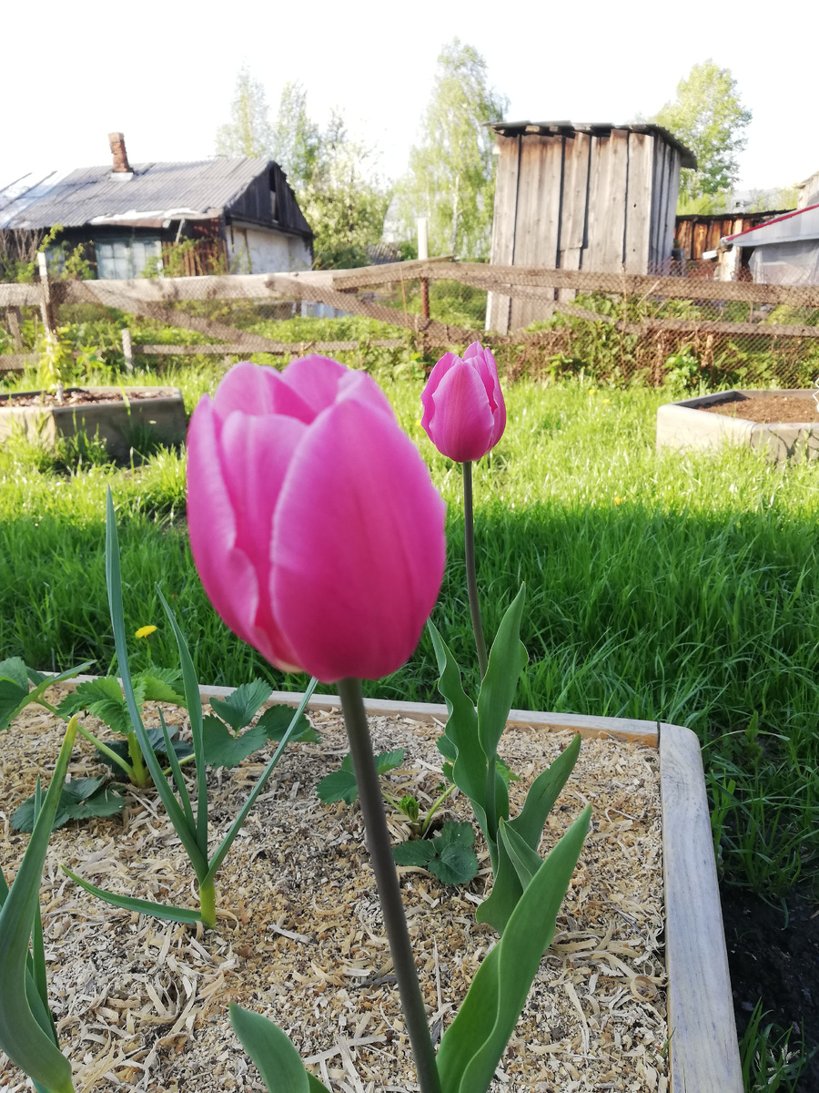 Май 2021 года. Колосится газон!