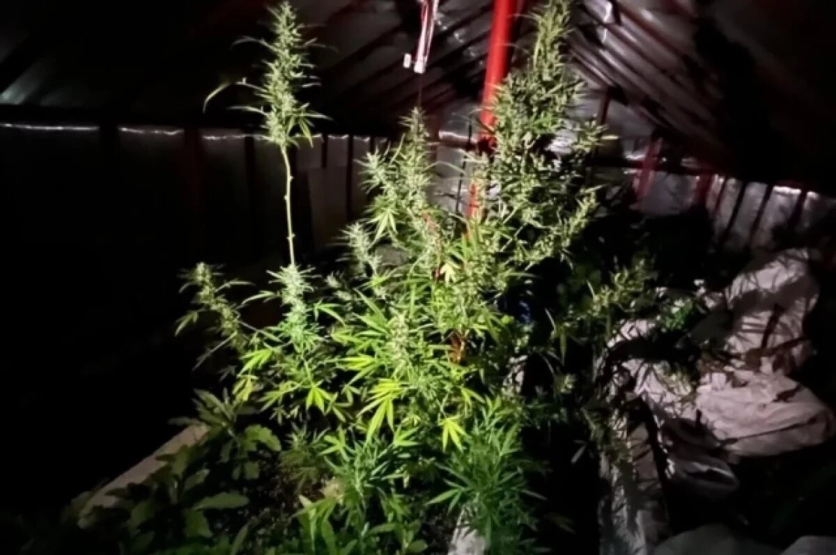    В Ленобласти нашли 19 мешков конопли