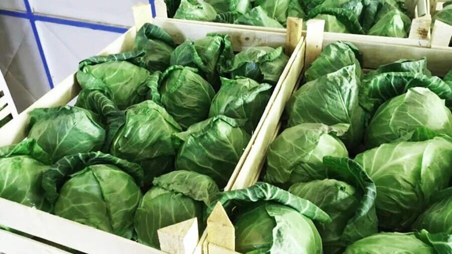 Хранение капусты до весны