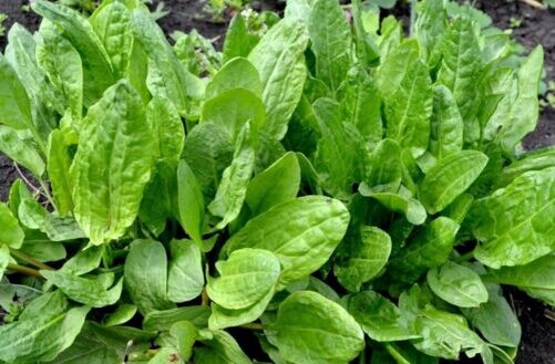 Фото из интернета