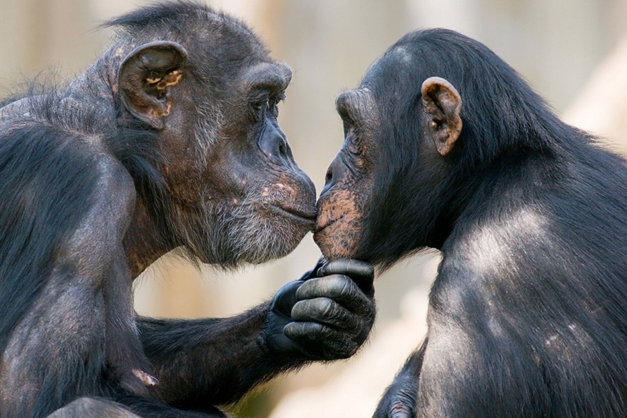 Нежность и забота. Фотография из интернета