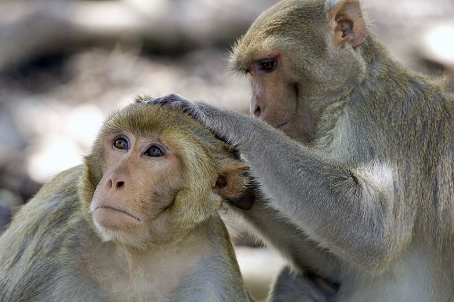 Забота и нежность. Фотография из интернета