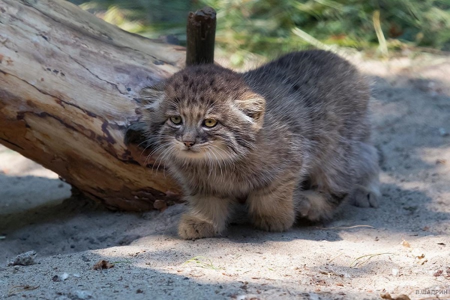 Вот такого микро-манула с полным набором "миленькости" можно повстречать в Новосибирском зоопарке. Фотография из интернета