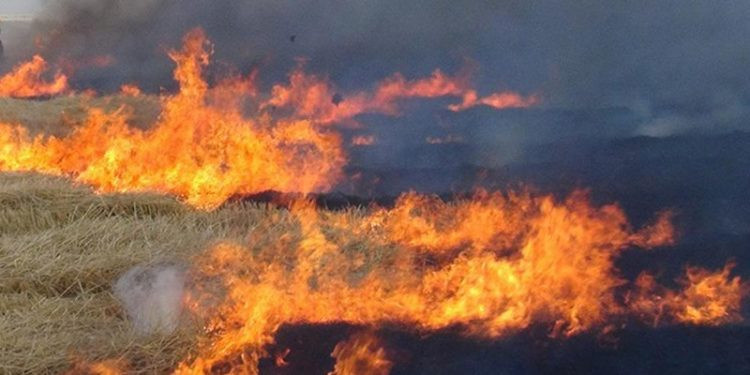   Фото: alanya-go.com