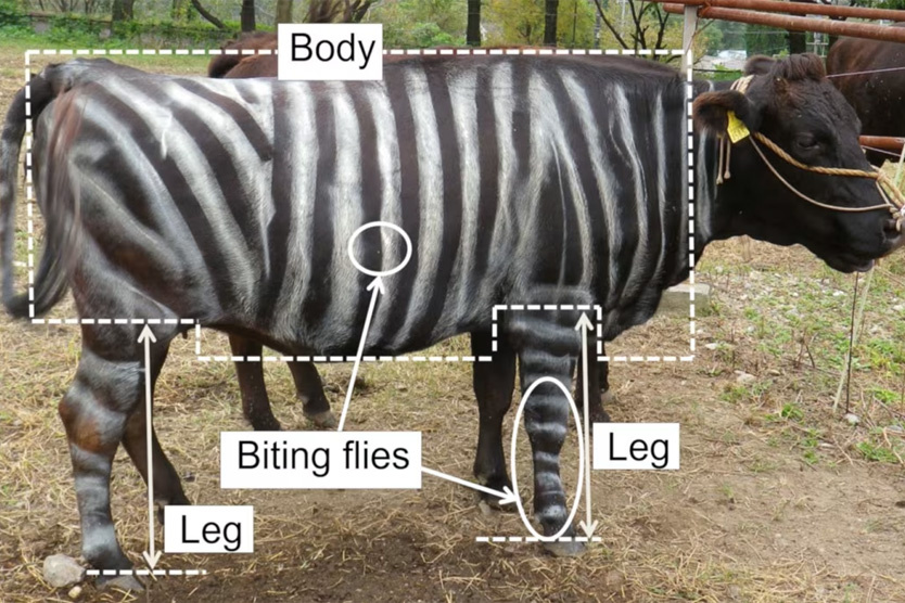    Фото: Tomoki Kojima, et. al.