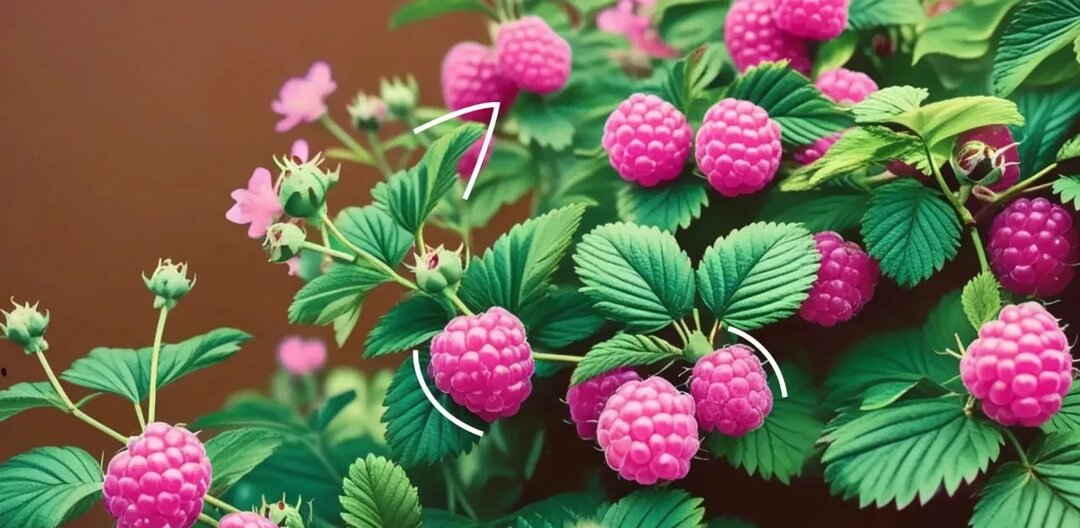 Как правильно обрезать малину осенью: пошаговая схема для обычных и ремонтантных сортов