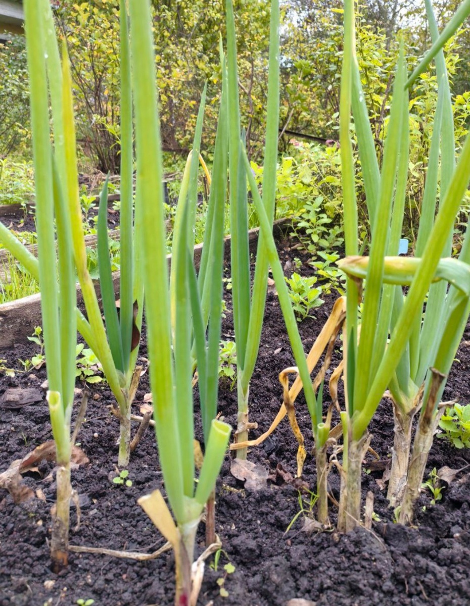 Осенний лук-батун