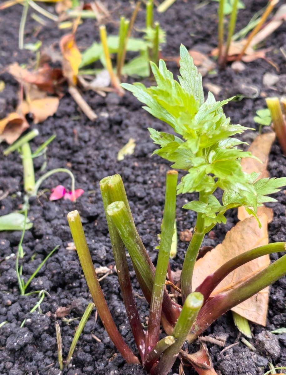 Осенний любисток