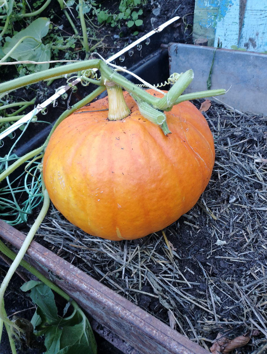 Ещё на грядке.