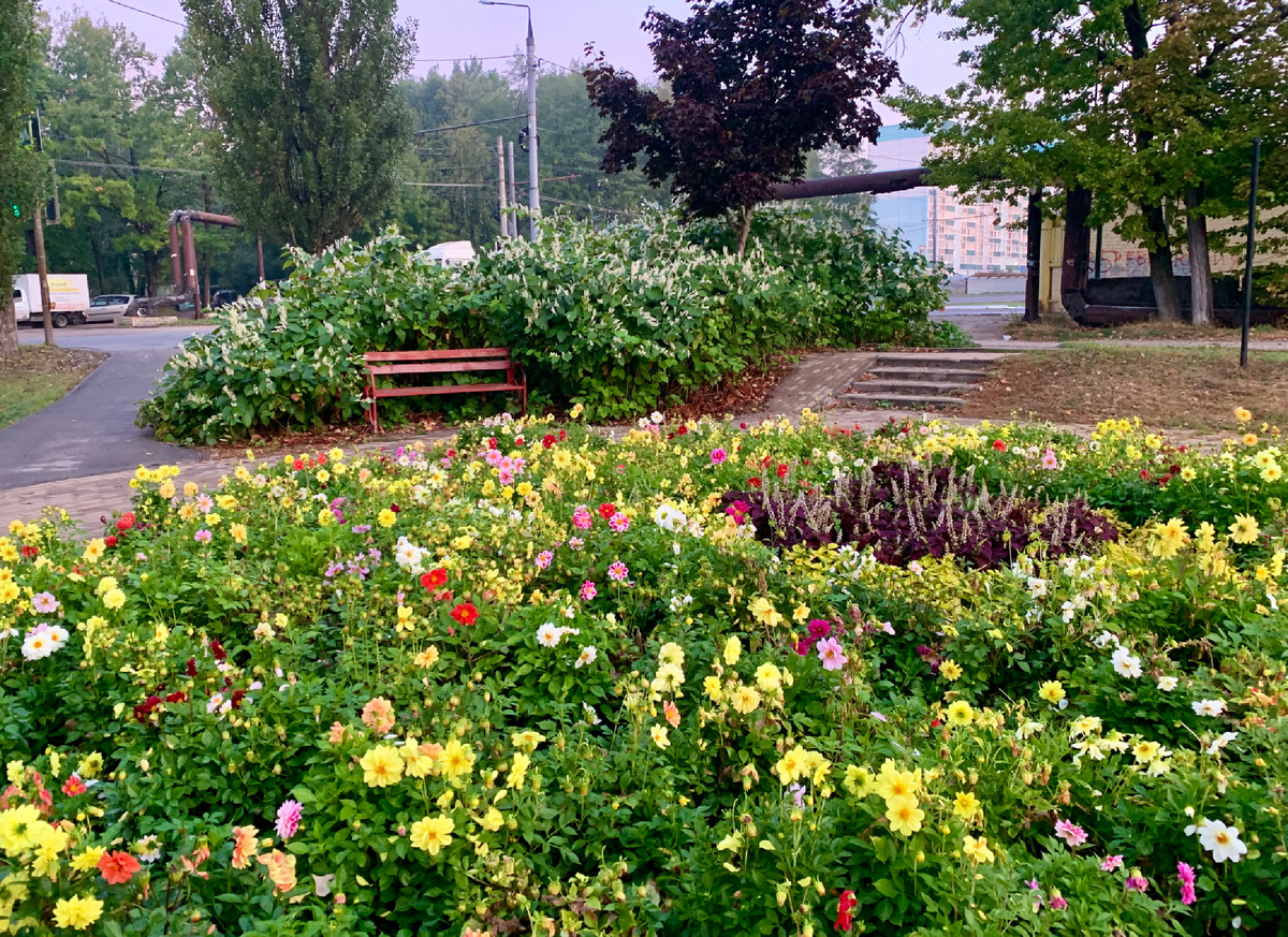 Фото сделала утром, когда шла на работу по своему старому прогулочному маршруту