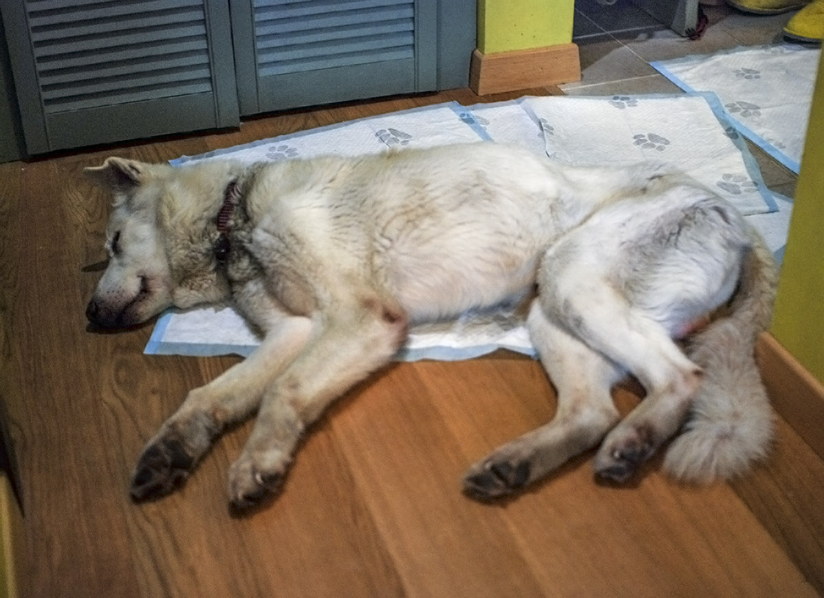 Соломон тогда в овраге тоже. наверное был не рад своему спасению. Хотел тихо умереть - не дали