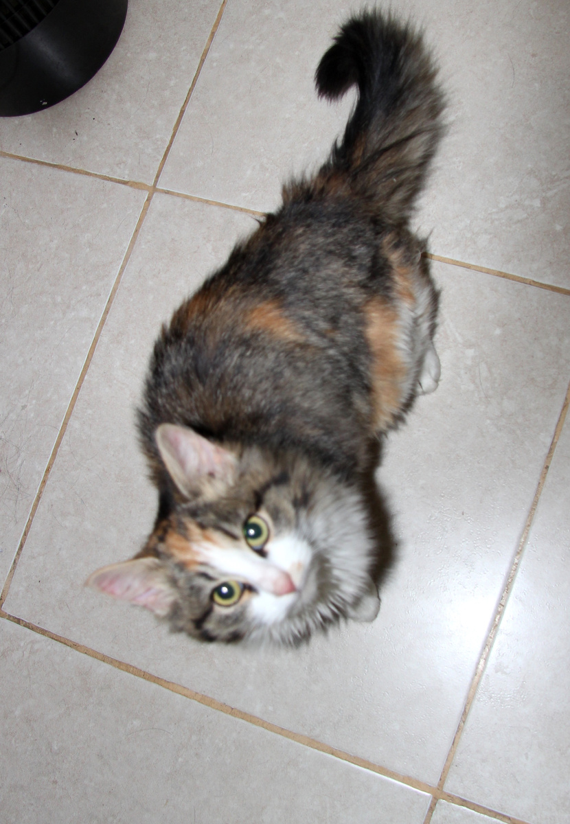 Ассоль нашли в лесочке зимой наполовину мокрую... Тоже не дали спокойно умереть