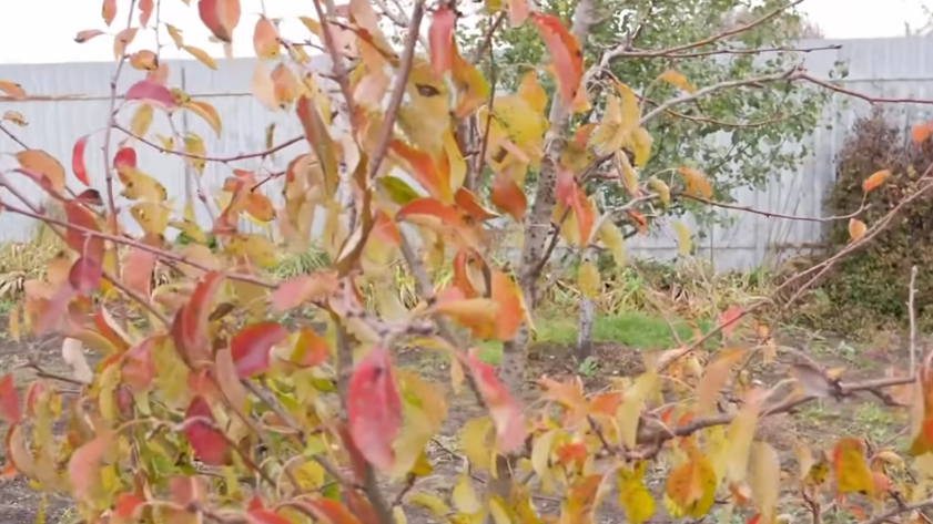 За 10 минут осмотра можно определить перспективы каждой молодой груши