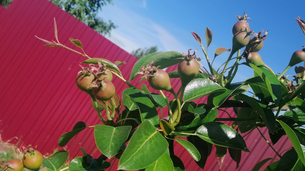 Правильная молодая груша имеет ствол диаметром 3-4 сантиметра