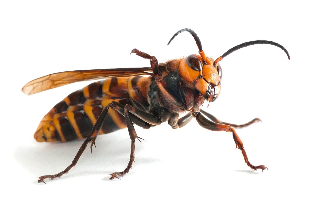 Шершня можно встретить на разных континентах, но наиболее распространены они в Евразии и Северной Америке.