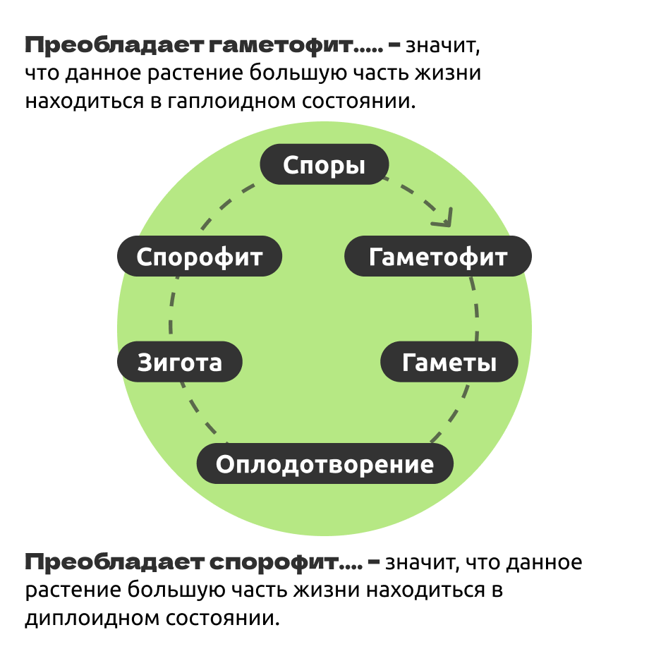 Схема чередования поколений у растений