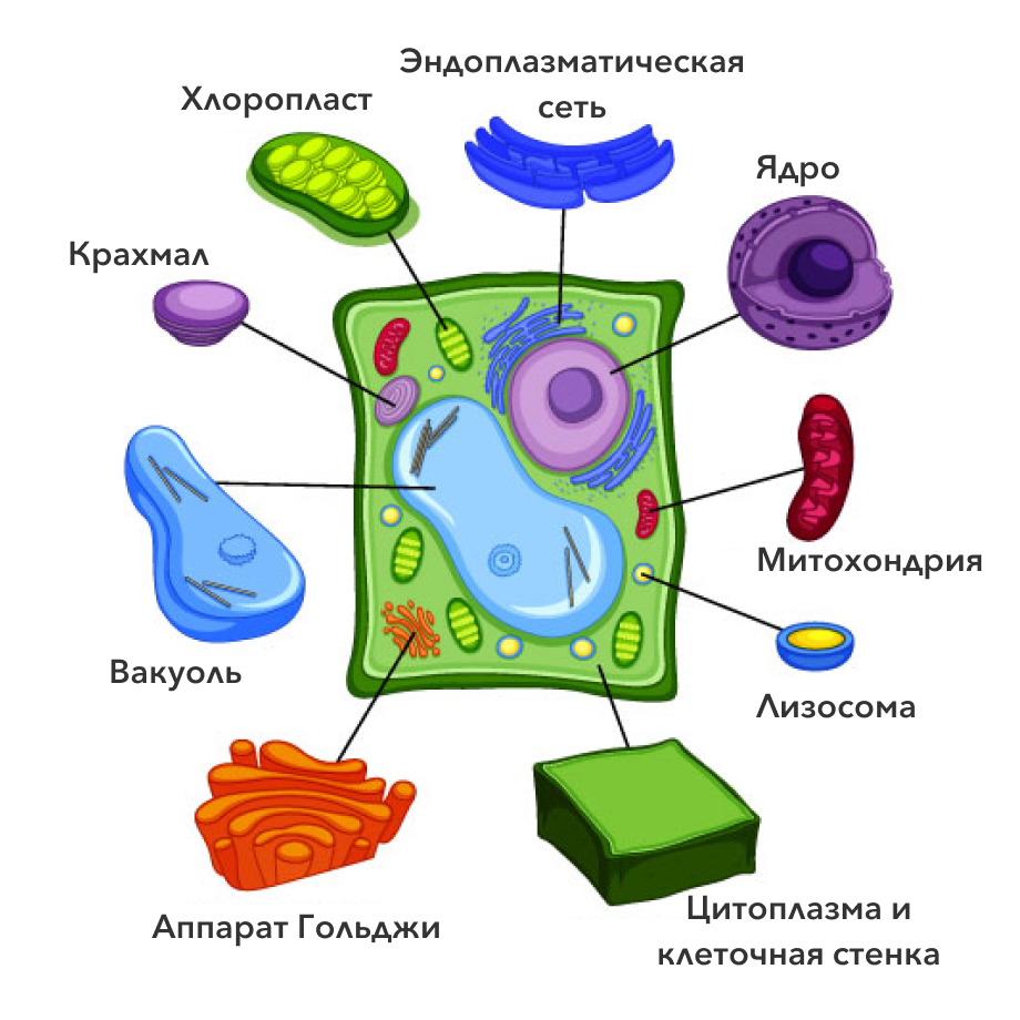 Строение клетки растений