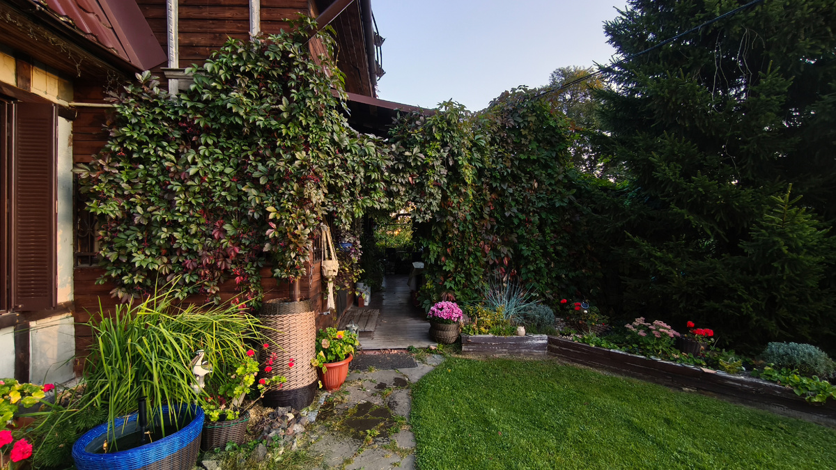 Виноград девичий пятилисточковый пока не покраснел