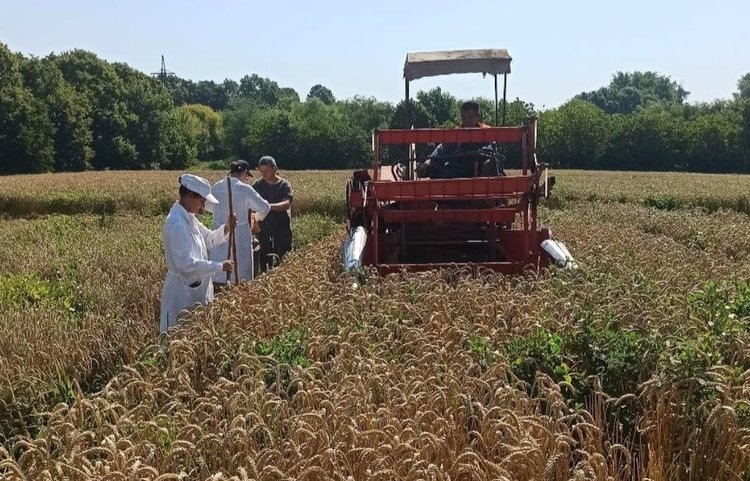 Фото: ФНЦБЗР.📷    Новую методику прогнозирования болезней озимой пшеницы разрабатывают в ФНЦБЗР
