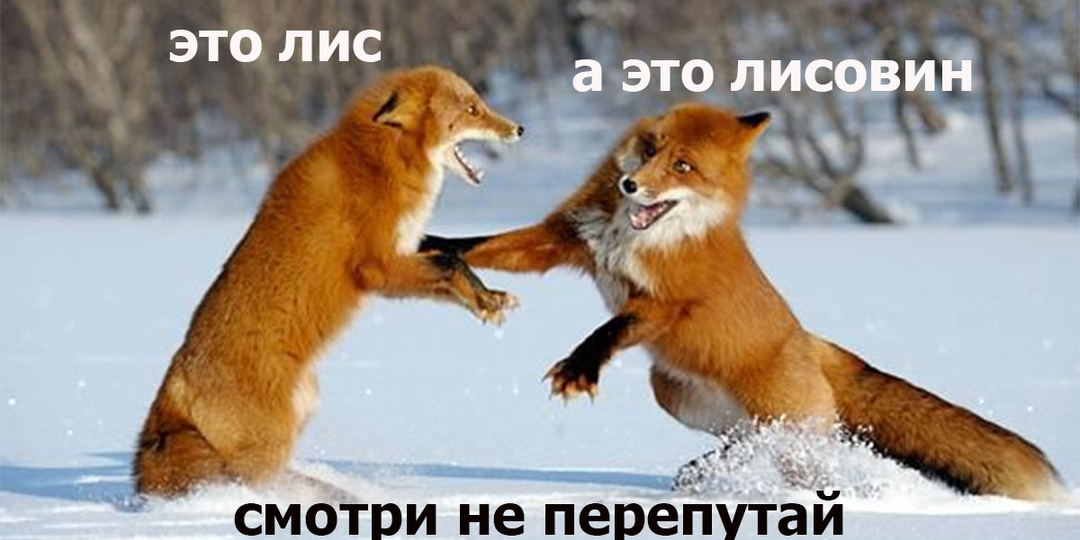 Что за зверь такой – лисовин, и чем он отличается от лиса