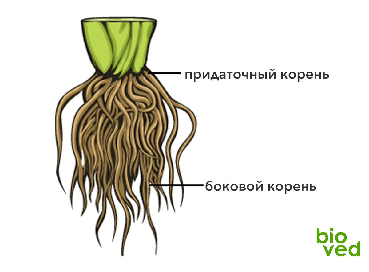 Мочковатая корневая система