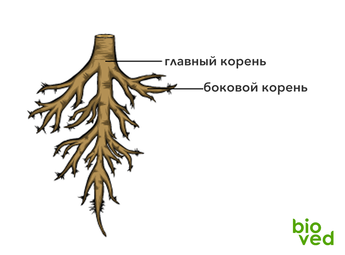 Стержневая корневая система