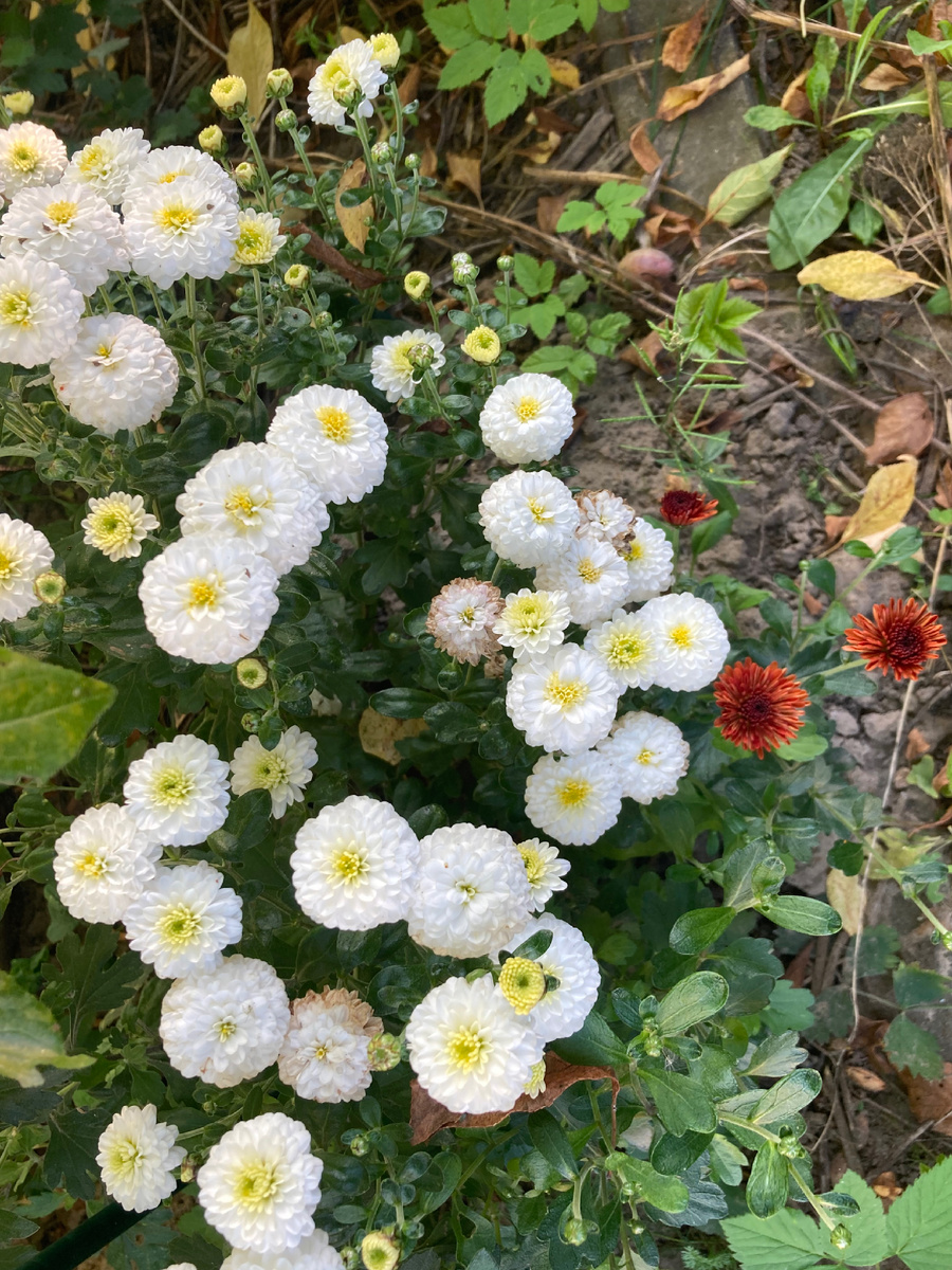 Белая и рыжая