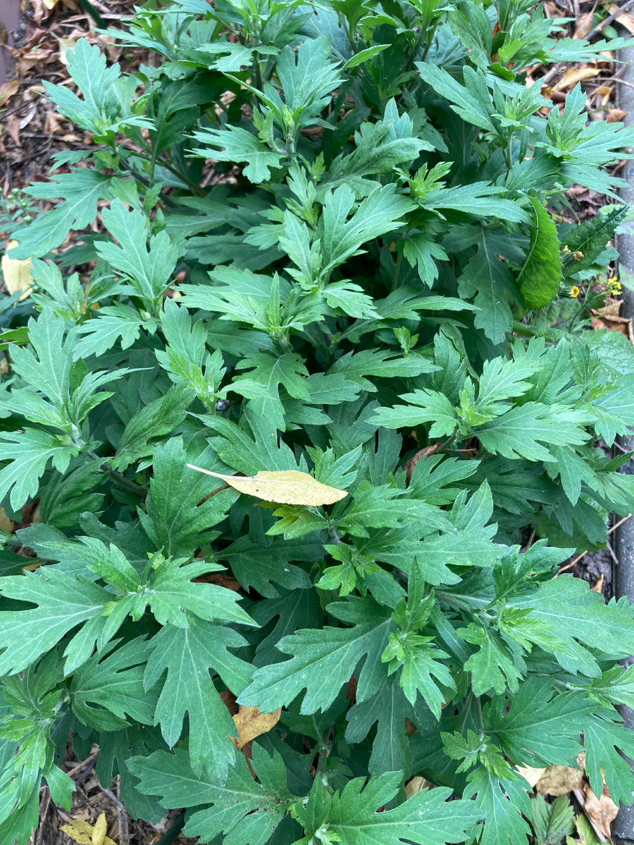 Хотя бутонов почти не видно