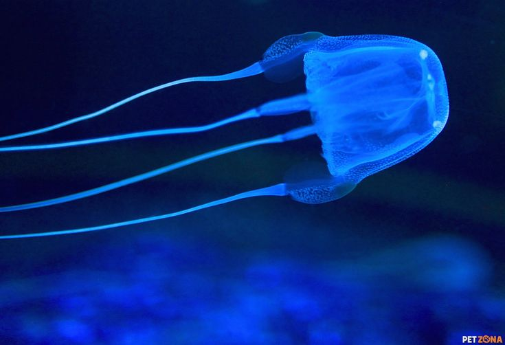 Картинка из интернета