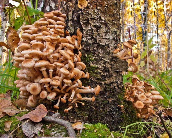 фотография взята в открытом доступе интернета