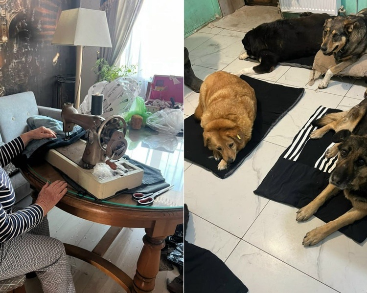     Курянка шьёт лежанки для собак из приюта