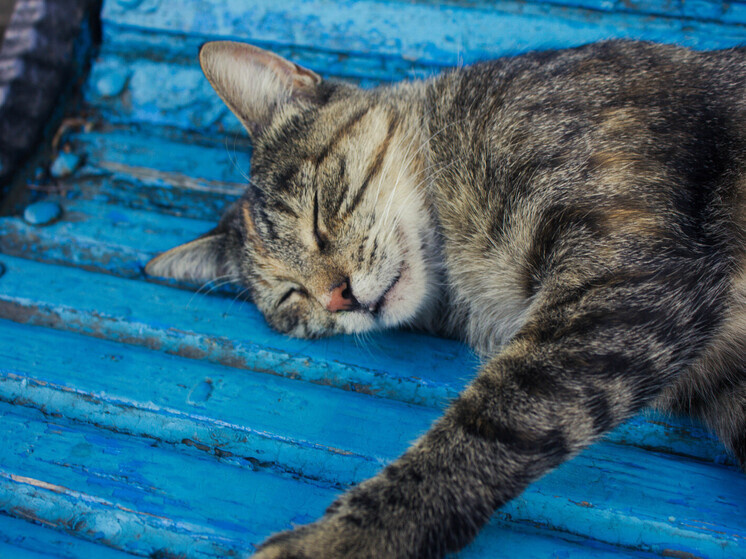     Кошки могут портить вещи, сбрасывать со стола предметы, которые могут разбиться. Фото: МК в Великом Новгороде