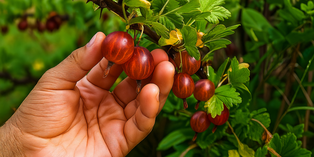 Даю крыжовнику соду — и уже 20 лет собираю по ведру ягод с кустика!