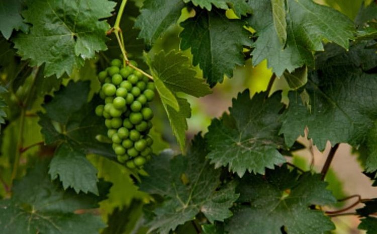    Фото: Минсельхоз РФ