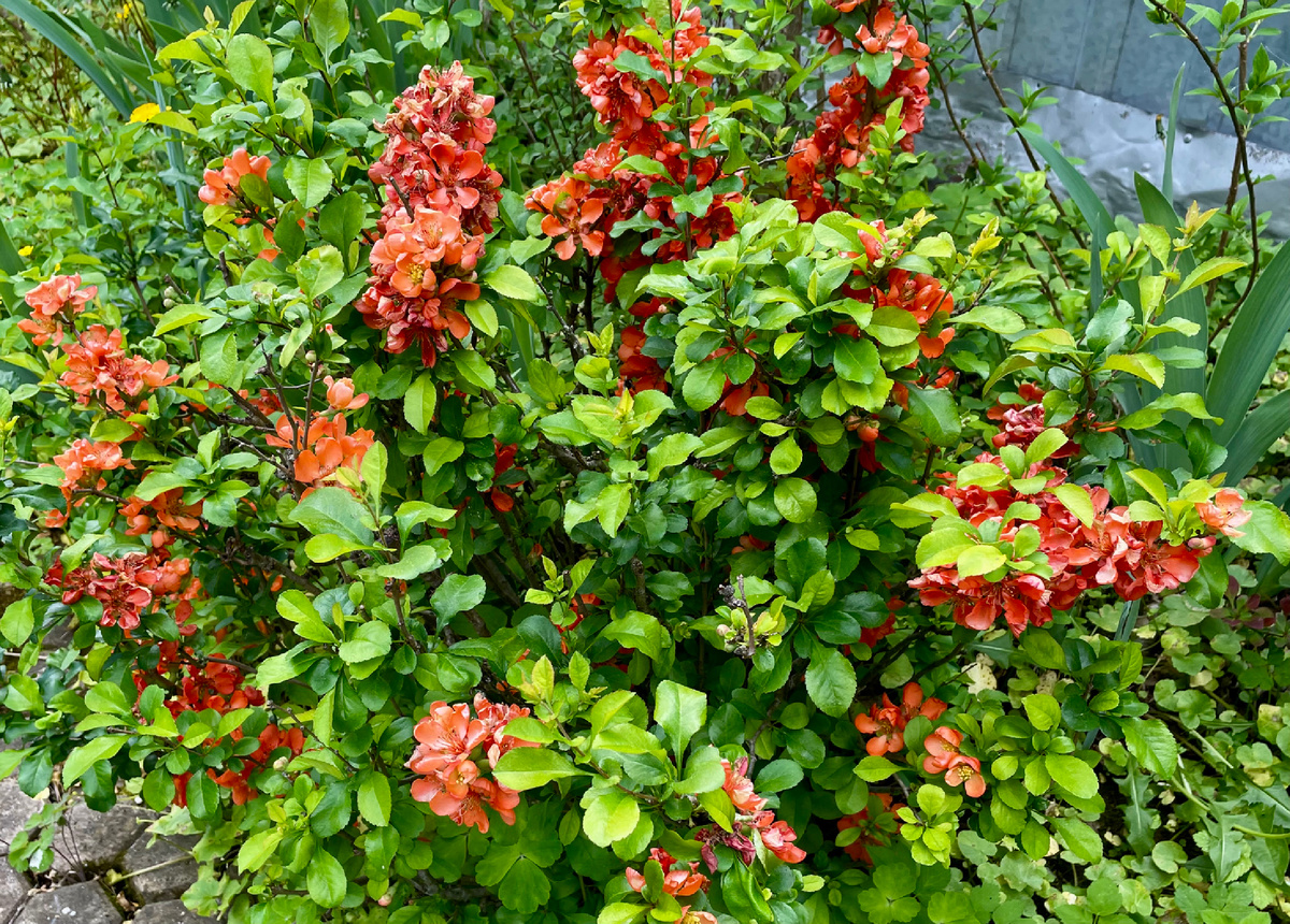 Айва в мае этого года