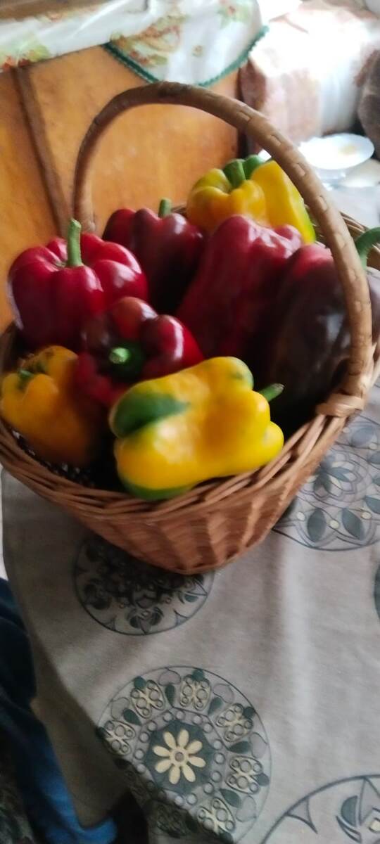 Фото автора. Перцы Надежды.