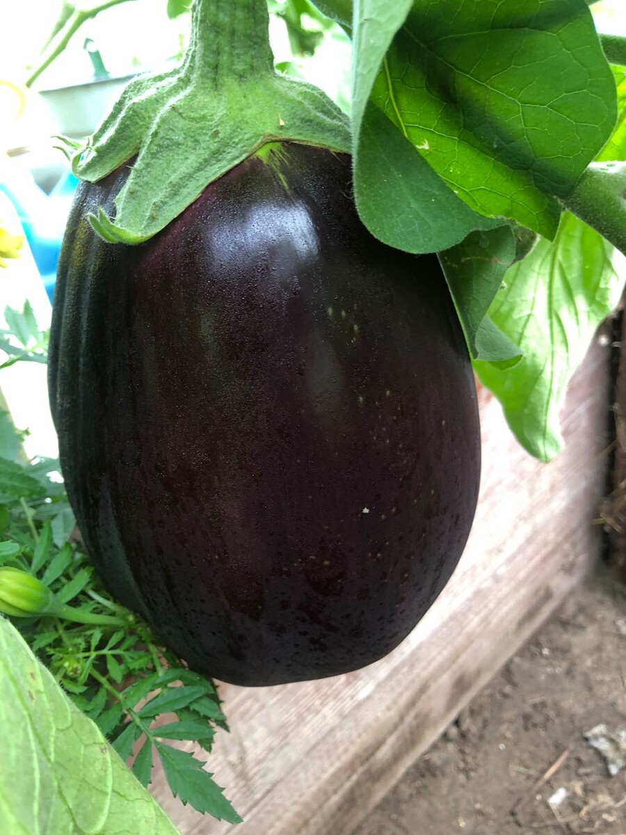 Фото Баклажан у Надежды.