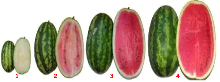 Стадии созревания арбуза по цвету мякоти: белая (1), бело-розовая (2), розовая (3) и красно-спелая (4)