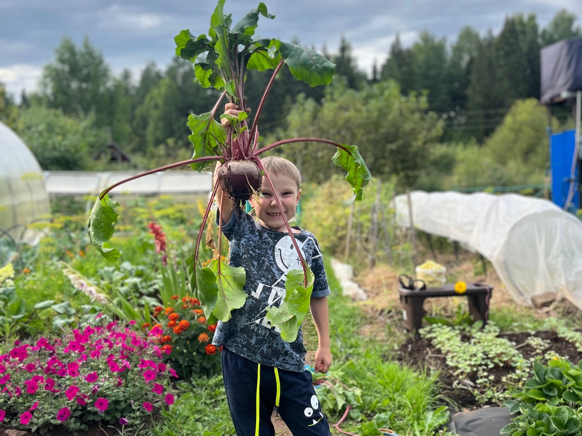    Больше не нужно варить свеклу часами - вот как ее готовят в лучших ресторанах: намного проще и вкуснее
