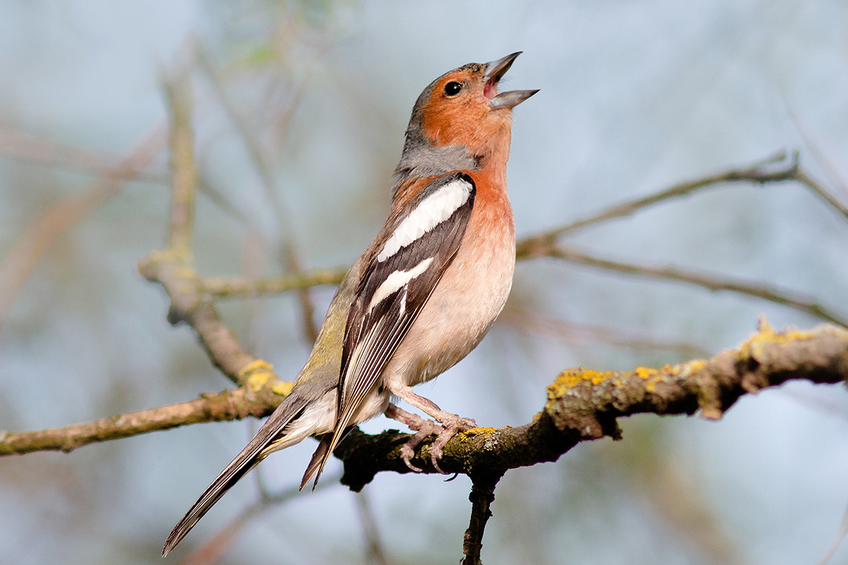 Aleksandr Lazarenko / Shuttherstock / FOTODOM📷Зяблик возвращается с зимовки в начале апреля