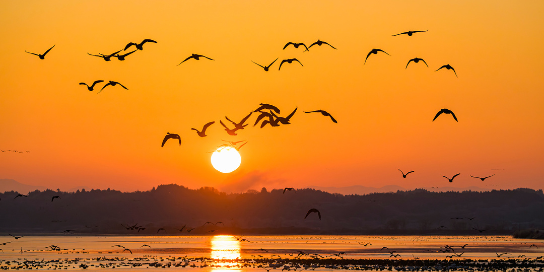 Перелетные птицы: какие улетают на юг, а какие остаются зимовать