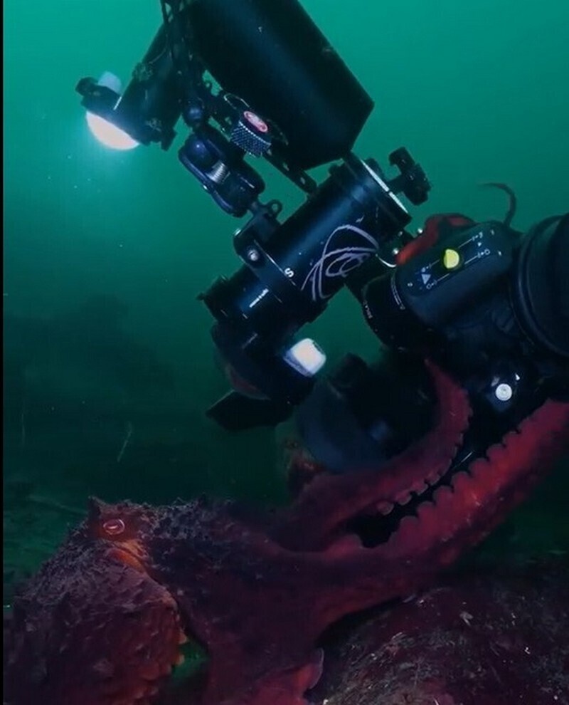    Гигантский осьминог отобрал камеру у дайвера и снял самого себя