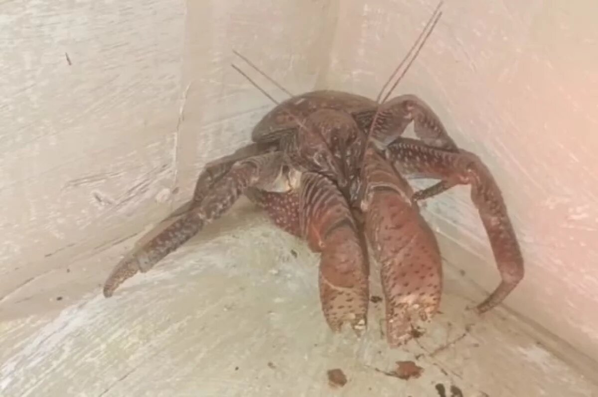    В Ялтинском крокодиляриуме появился краб-пальмовый вор