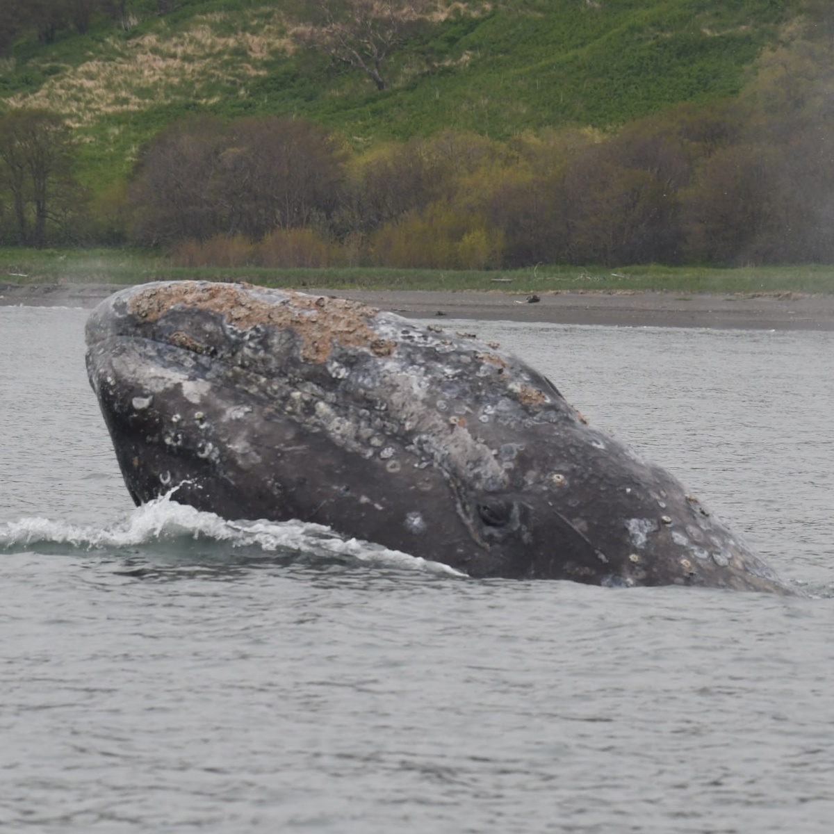 Серый кит. Фото: канал Матвея Мамаева https://t.me/red_head_whale