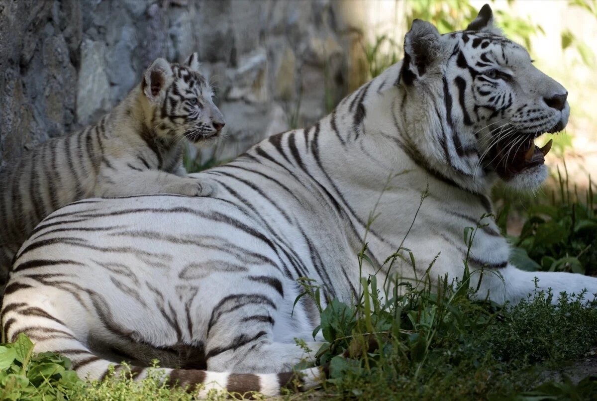    В Новосибирском зоопарке умерла белая тигрица Зая